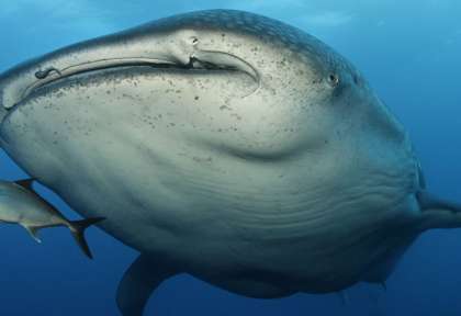 Anémone - Werner Lau Maldives © U.KEFRIG