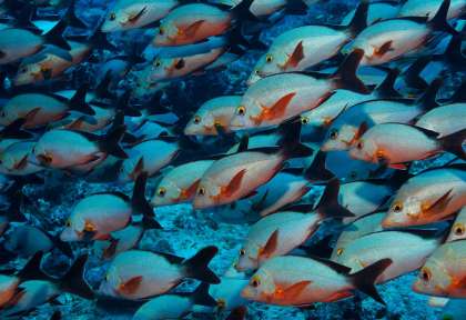 Anémone - Werner Lau Maldives © U.KEFRIG