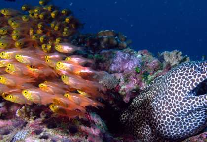 Requin Baleine - Werner Lau Maldives © N.Probst
