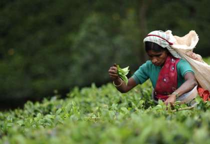 Plantations de Thé au Sri Lanka