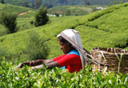 Plantation de Thé à Nuwara Eliya
