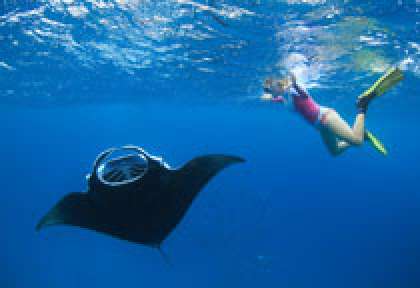 Raie-manta aux Maldives