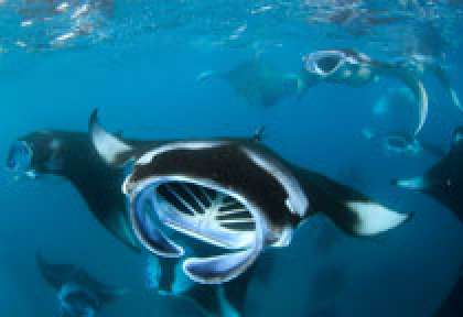 Raies-mantas aux Maldives en croisière plongée