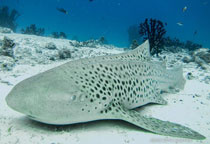 Requin léopoard aux Maldives