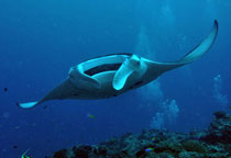 Raie Manta aux Maldives