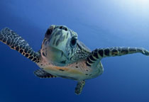Tortue Maldives