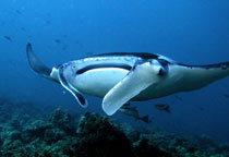 Raie Manta Scubaqua Rangali
