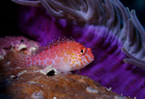 Poisson-faucon