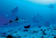 Maldives - Constance Moofushi