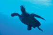Maldives - Constance Moofushi