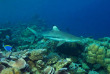 Maldives - Dhawa Ihuru - Plongée
