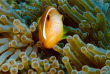 Maldives - TGI Diving Helengeli © Markus Schubert