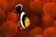 Maldives - TGI Diving Helengeli © Marco Caré