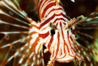 Maldives - TGI Diving Helengeli © Marco Caré
