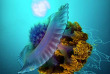 Maldives - TGI Diving Helengeli © Marco Caré