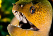 Maldives - TGI Diving Helengeli © Marco Caré