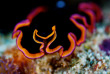 Maldives - TGI Diving Helengeli © Marco Caré