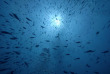 Maldives - TGI Diving Helengeli