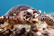 Maldives - TGI Diving Helengeli © Markus Schubert