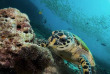 Maldives - TGI Diving Helengeli