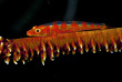Maldives - TGI Diving Helengeli © Marco Caré