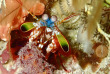 Maldives - TGI Diving Helengeli © Markus Schubert