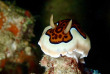 Maldives - TGI Diving Helengeli © Markus Schubert
