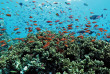 Maldives - OBLU Nature Helengeli by Sentido - Snorkeling
