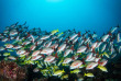 Maldives - Dhigurah - BB Dive
