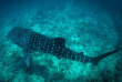 Maldives - Dhigurah - BB Dive