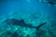 Maldives - Dhigurah - BB Dive