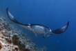 Maldives - Dhigurah - BB Dive