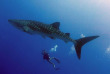 Maldives - Dhigurah - BB Dive