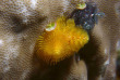 Maldives - Dhigurah - BB Dive