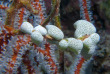 Maldives - Dhigurah - BB Dive