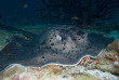 Maldives - Dhigurah - BB Dive