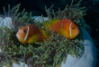 Maldives - Dhigurah - BB Dive
