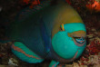 Maldives  - Centre de plongée Dive and Sail - Perroquet