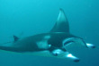 Maldives  - Centre de plongée Dive and Sail - Raie Manta