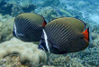 Maldives - Plongée avec Dive Butler Zen - Movenpick Resort kuredhivaru