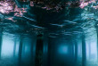 Maldives - Plongée avec Dive Butler Zen - Movenpick Resort kuredhivaru