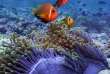 Maldives - Plongée avec Dive Butler Zen - Movenpick Resort kuredhivaru