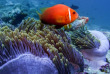 Maldives - Plongée avec Dive Butler Zen - Movenpick Resort kuredhivaru