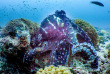 Maldives - Plongée avec Dive Butler Zen - Movenpick Resort kuredhivaru