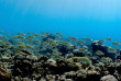 Maldives - Plongée avec Dive Butler Zen - Movenpick Resort kuredhivaru
