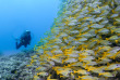Maldives - Plongée avec Dive Butler Zen - Movenpick Resort kuredhivaru