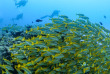Maldives - Plongée avec Dive Butler Zen - Movenpick Resort kuredhivaru