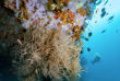 Maldives - Euro-Divers