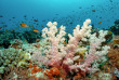 Maldives - Euro-Divers