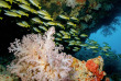Maldives - Euro-Divers